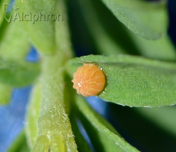 Erynnis tages
