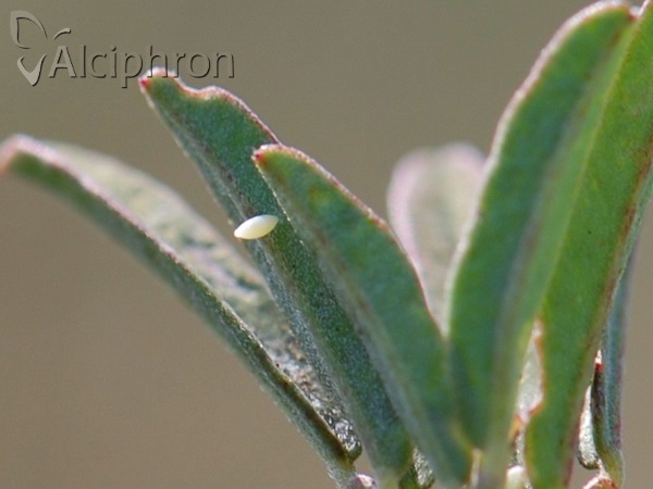 Colias crocea