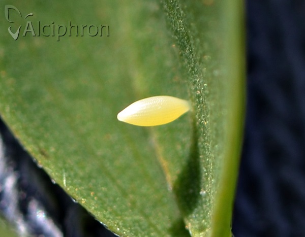 Colias crocea