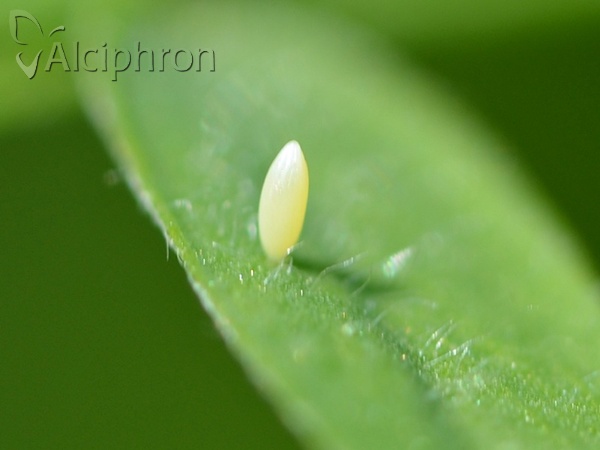 Colias crocea