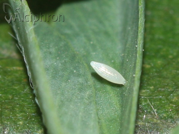 Colias crocea