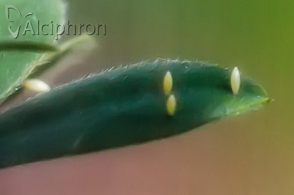 Colias myrmidone