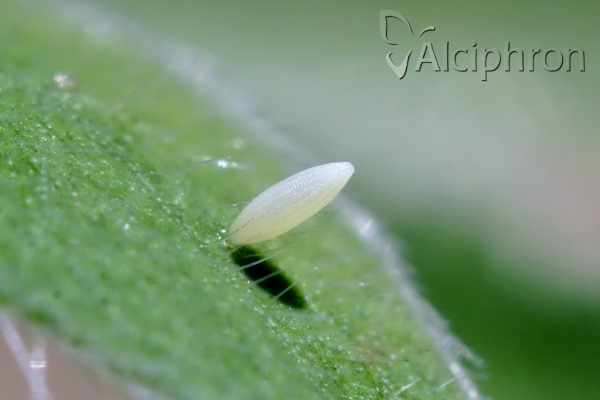 Colias caucasica