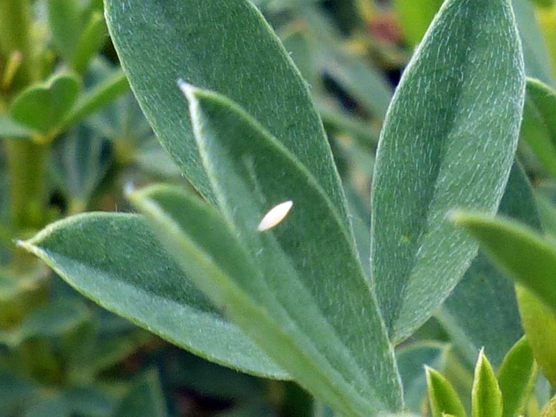 Colias caucasica