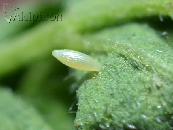 Colias hyale