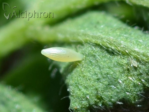 Colias hyale