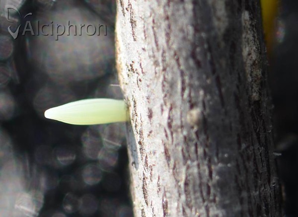 Gonepteryx rhamni