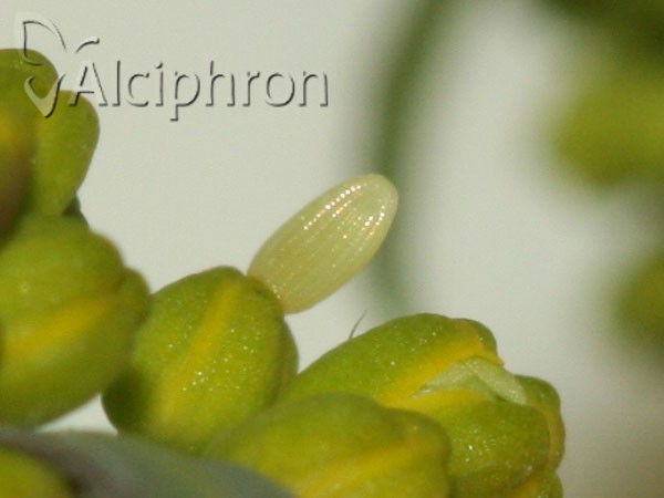 Anthocharis damone