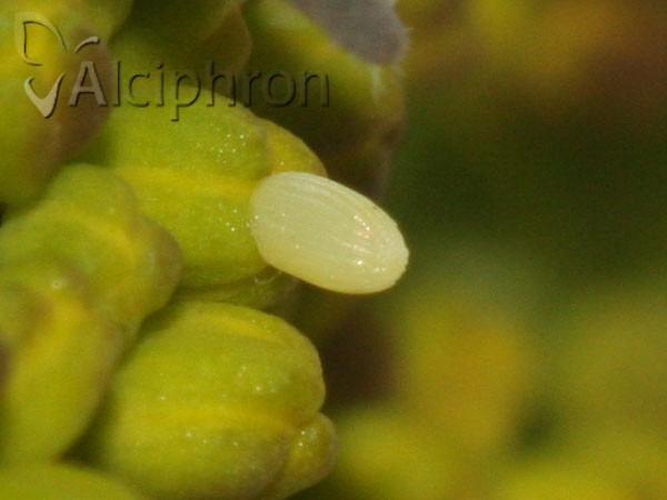 Anthocharis damone