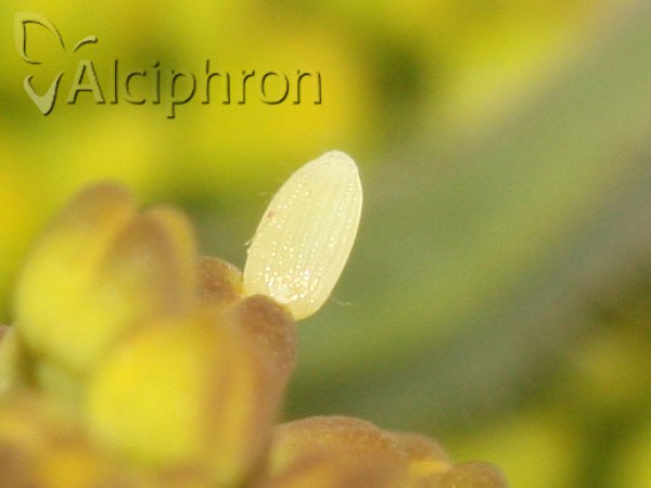 Anthocharis damone