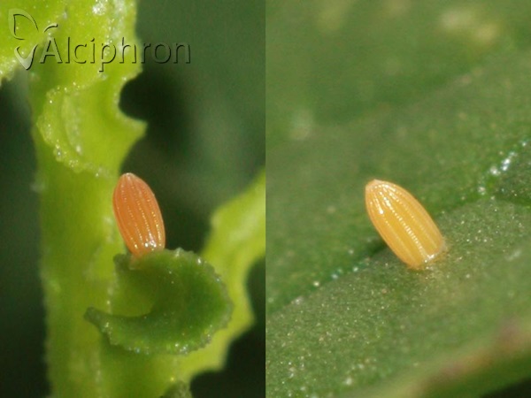 Pontia edusa