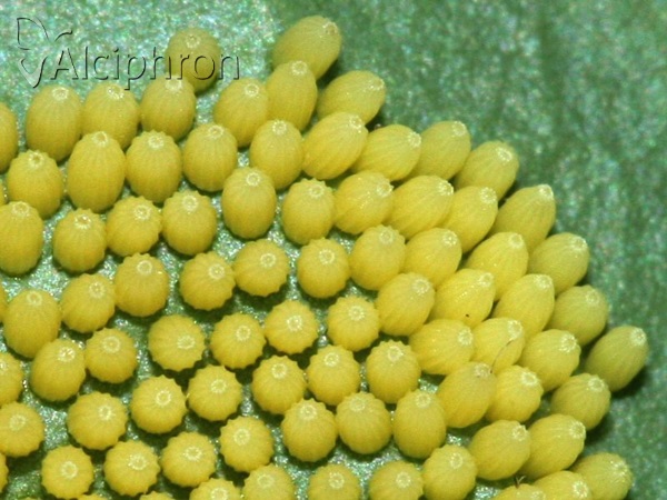 Pieris brassicae