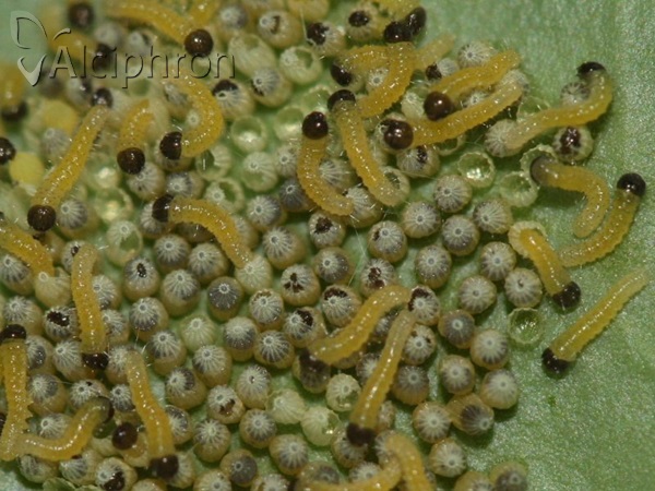 Pieris brassicae