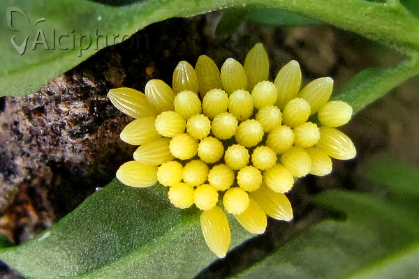 Pieris brassicae