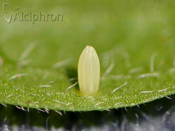 Pieris rapae
