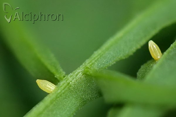 Pieris rapae