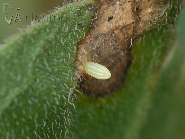 Pieris rapae