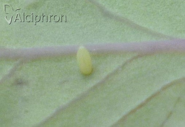 Pieris rapae