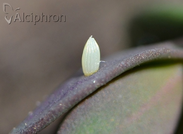 Pieris ergane