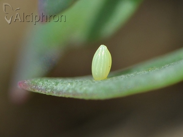 Pieris ergane