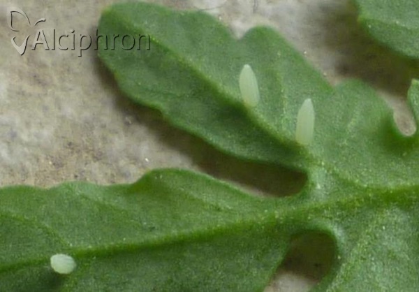 Pieris napi