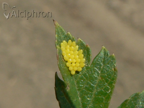 Aporia crataegi