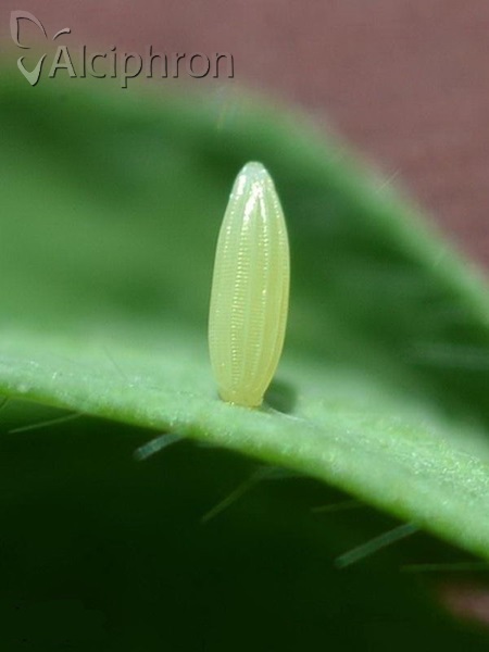 Leptidea sinapis