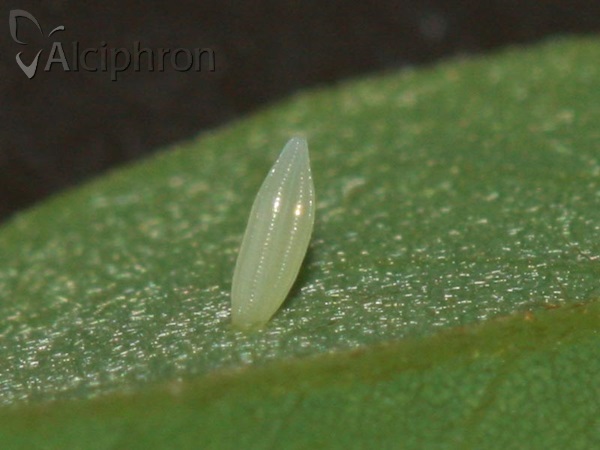 Leptidea sinapis