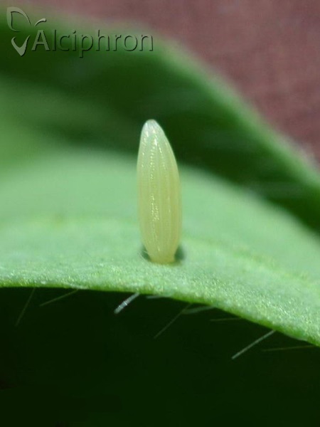 Leptidea sinapis