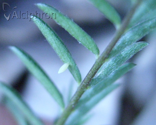 Leptidea sinapis