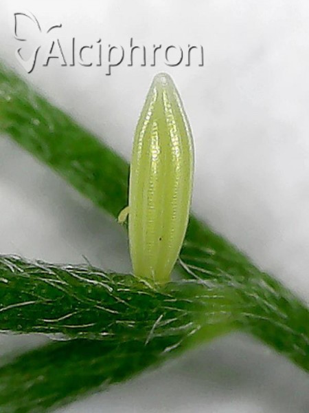Leptidea sinapis