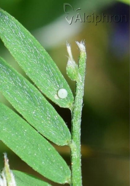Polyommatus amandus