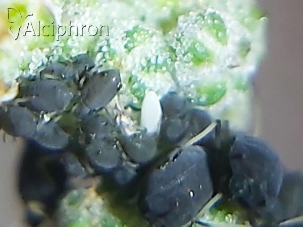 Paragus haemorrhous