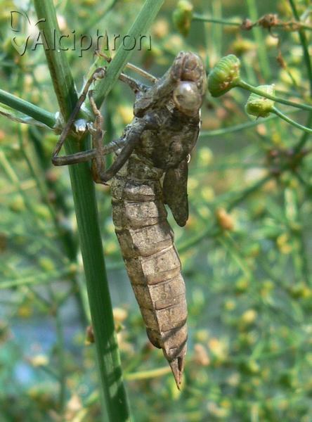 Aeshna cyanea