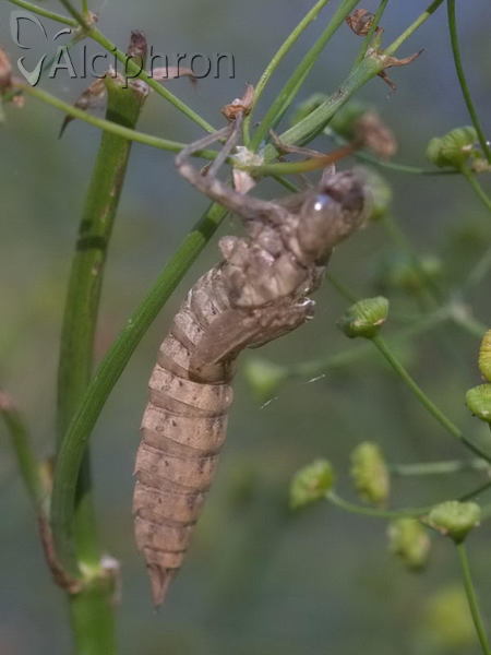 Aeshna cyanea