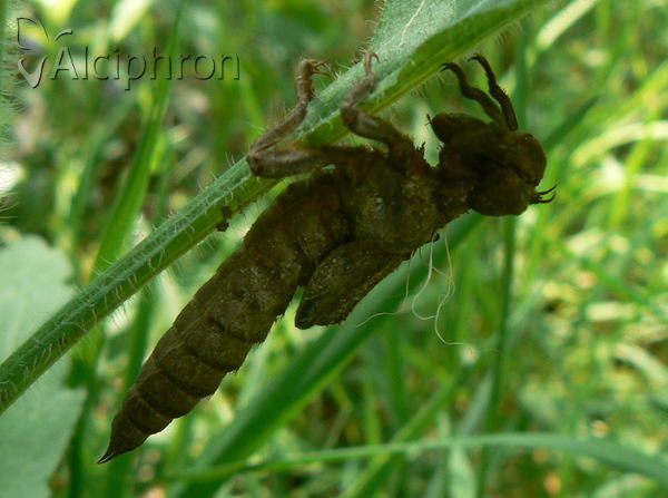 Gomphus vulgatissimus