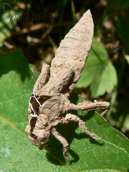 Gomphus vulgatissimus