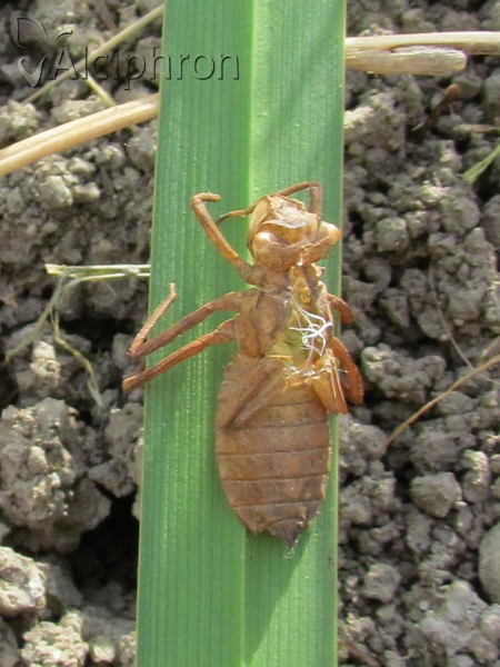 Epitheca bimaculata
