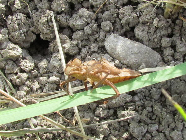 Epitheca bimaculata
