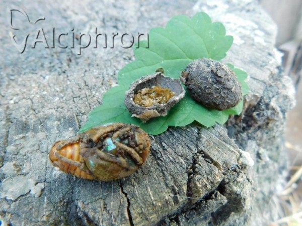 Cetonia aurata