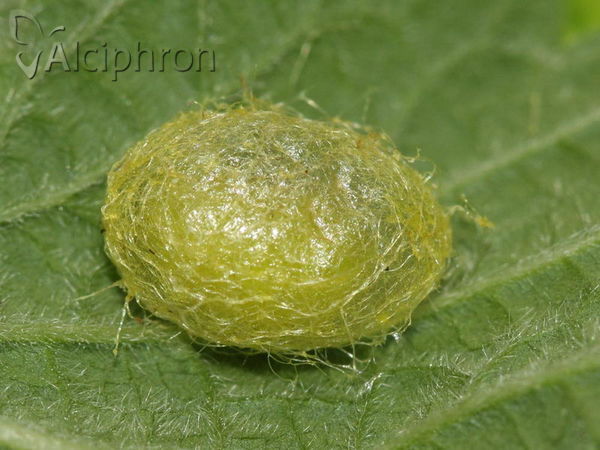 Neoglanis ovalis