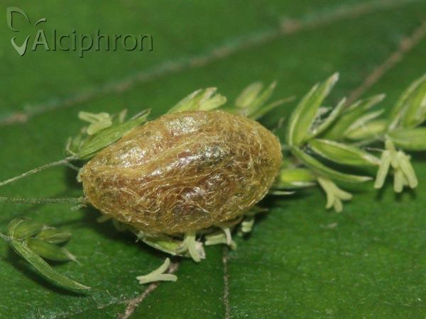 Hypera postica