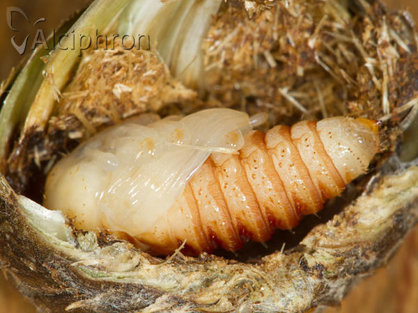 Larinus centaurii