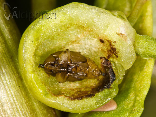 Gymnetron villosulum