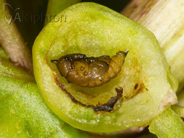 Gymnetron villosulum