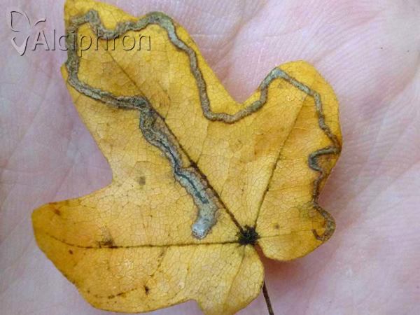 Stigmella aceris