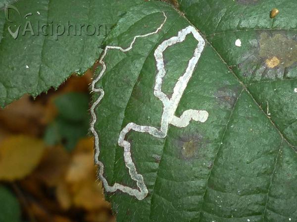 Stigmella aurella