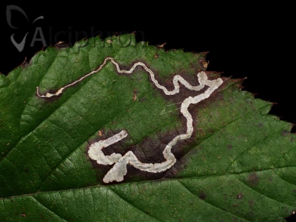 Stigmella aurella