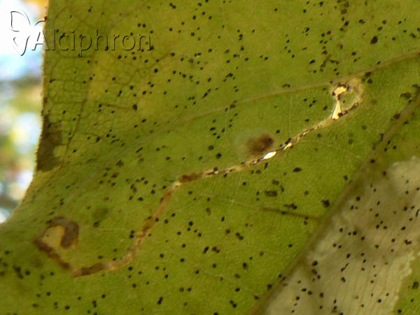 Acalyptris platani