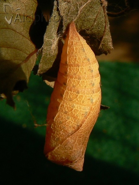Iphiclides podalirius